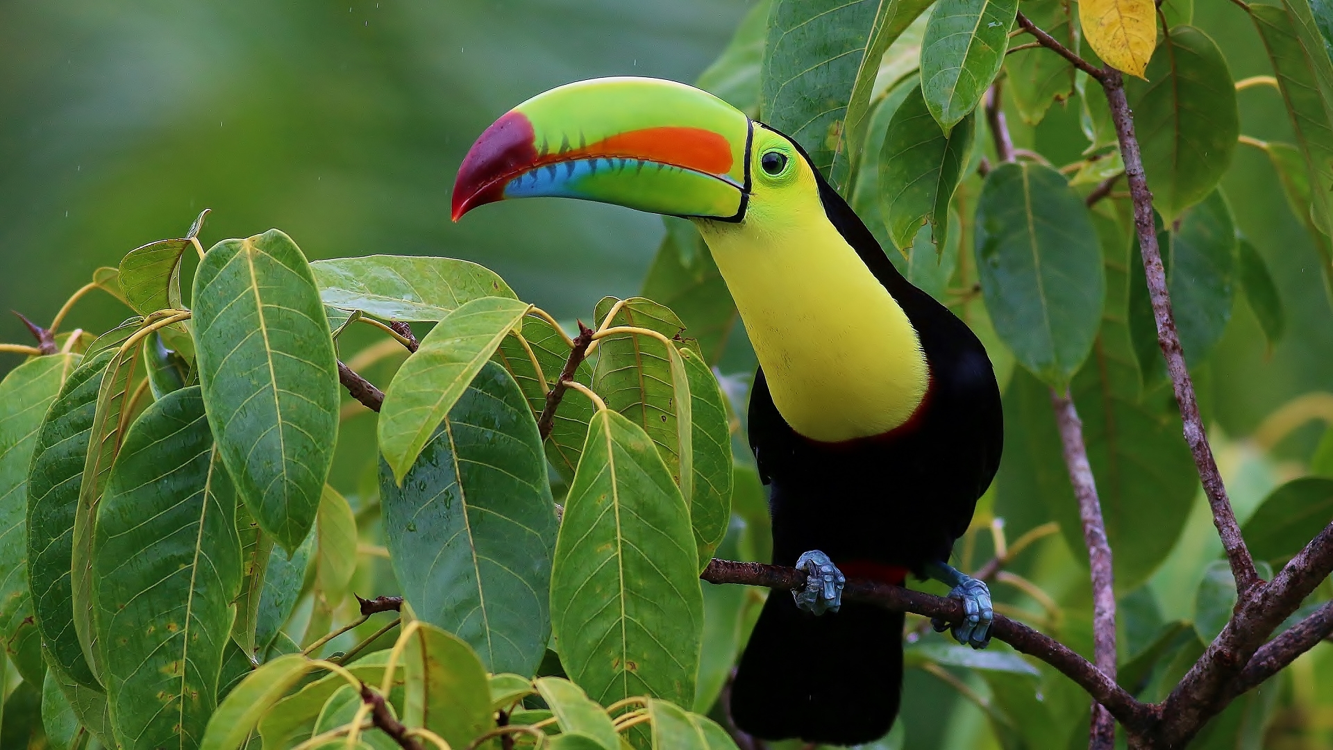 Keel-billed Toucan